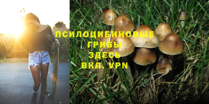 Псилоцибиновые грибы Magic Shrooms  Камбарка 